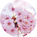 日本人が好む配色の代表は春の到来を告げる桜です。桜色を使用し前向きな印象と温もりを伝えます。